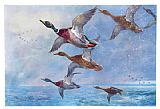 Archibald Thorburn Canvas Paintings - Mallard in Squally Weather